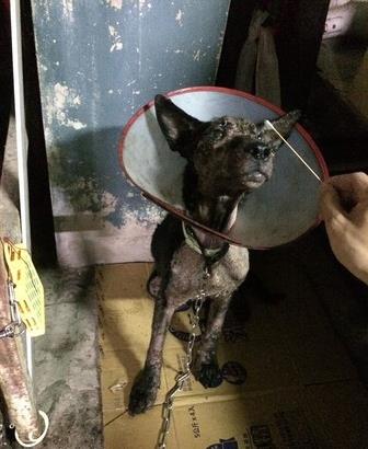 爱是最好的整容方式!狗狗身上长蛆发臭,惹人厌,半年后判若两狗