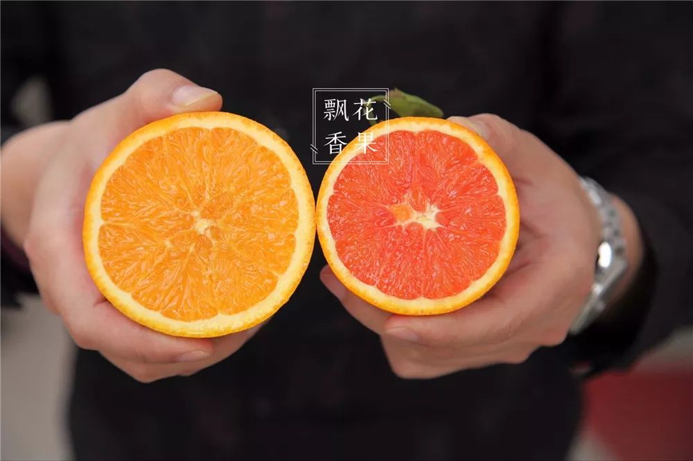 秭归脐橙分析,风云突变为什么这么严重