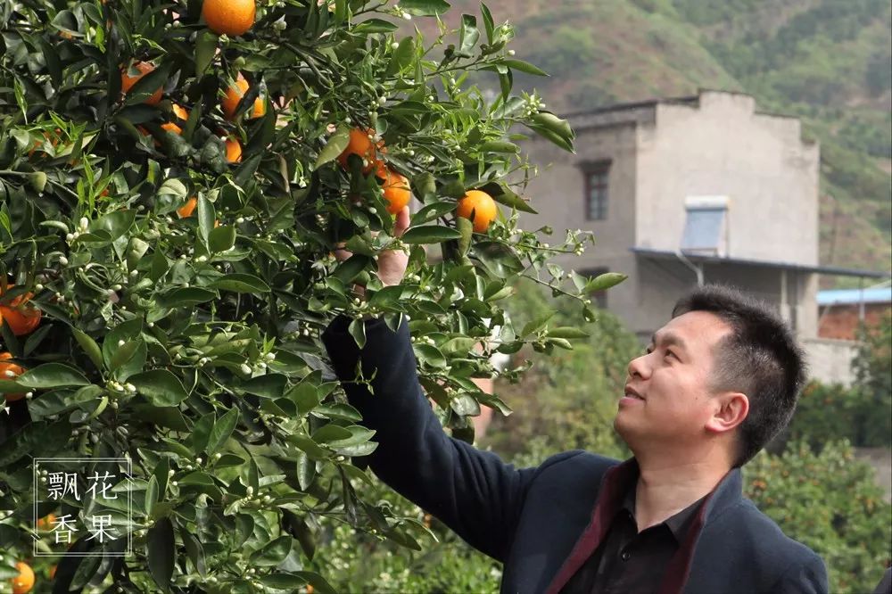 秭归脐橙分析,风云突变为什么这么严重