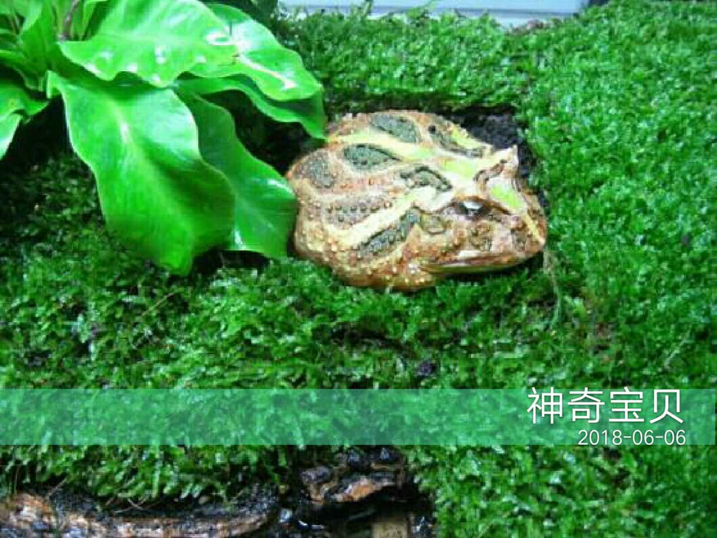 角蛙三个月不进食会死掉吗,养角蛙的十大忠告角蛙怎么过冬