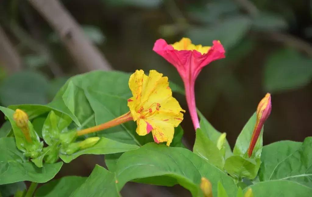 白胭脂花和紫茉莉有什么区别,紫茉莉是不是胭脂花