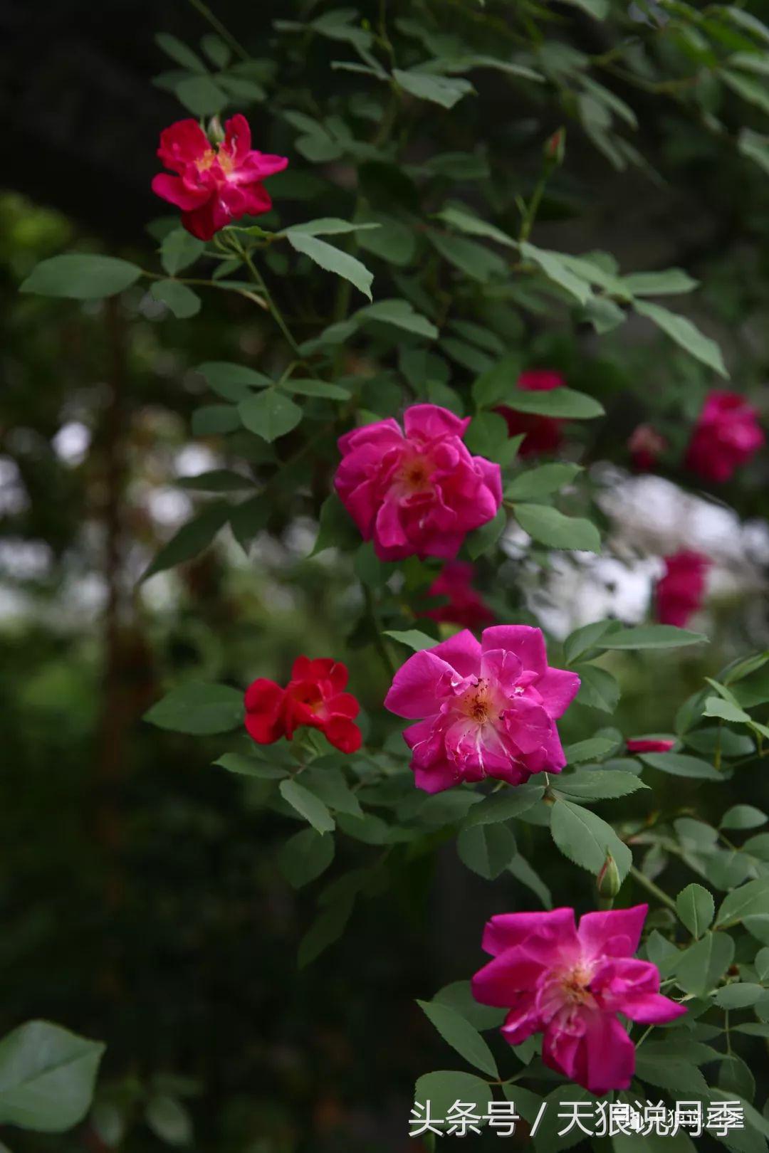 有哪些中国古老月季原生品种,中国四大古典月季