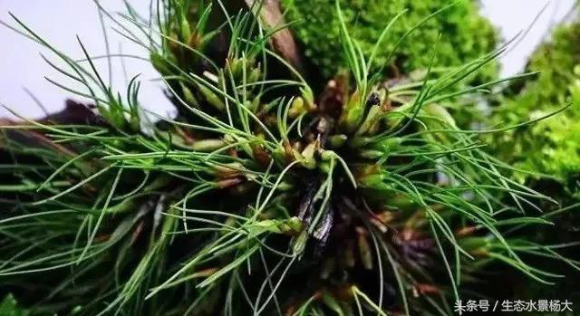 水陆缸打理视频教程,水陆缸用什么苔藓好养