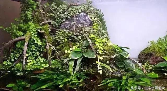 水陆缸过滤系统怎么做,水陆缸适合养什么动物