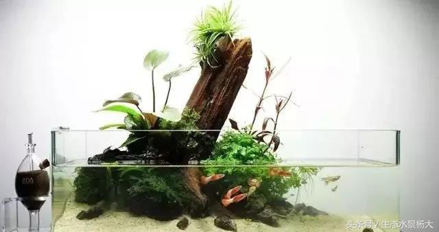 水陆缸过滤系统怎么做,水陆缸适合养什么动物