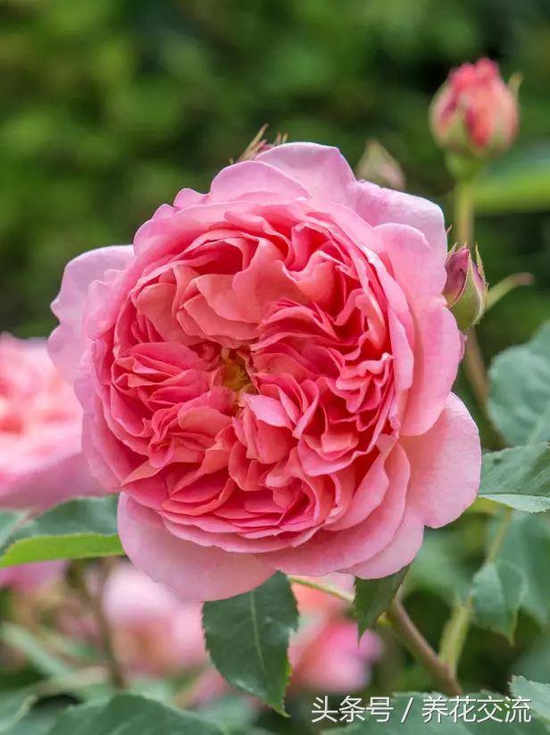 十种最香的月季花,花期300天又很香好养的月季花