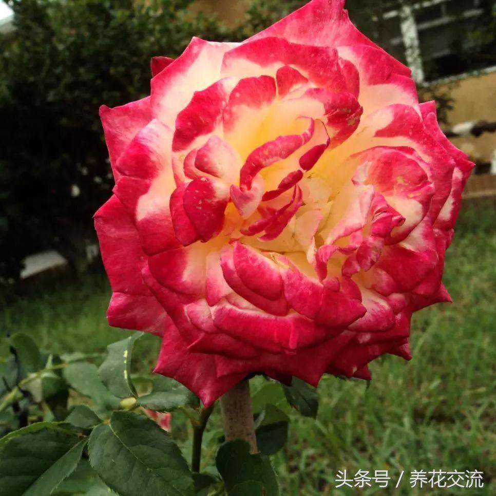 十种最香的月季花,花期300天又很香好养的月季花