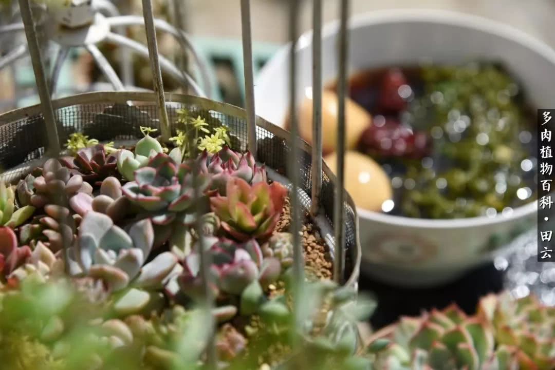 推开多肉世界的门，原来你与美食来自同一国度！