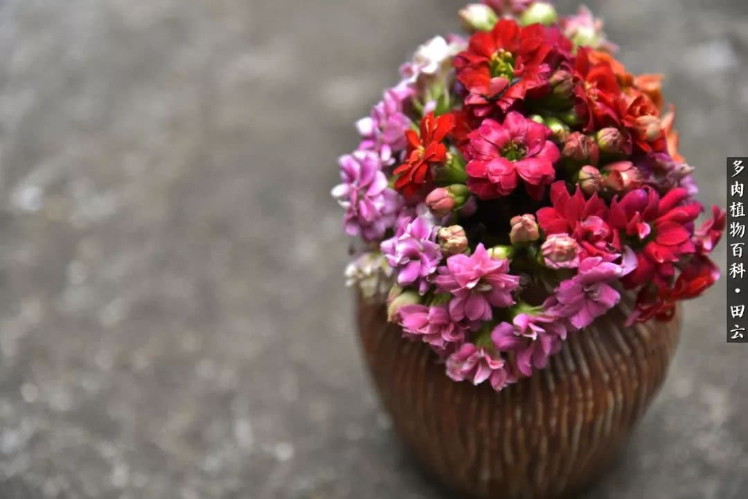 推开多肉世界的门，原来你与美食来自同一国度！