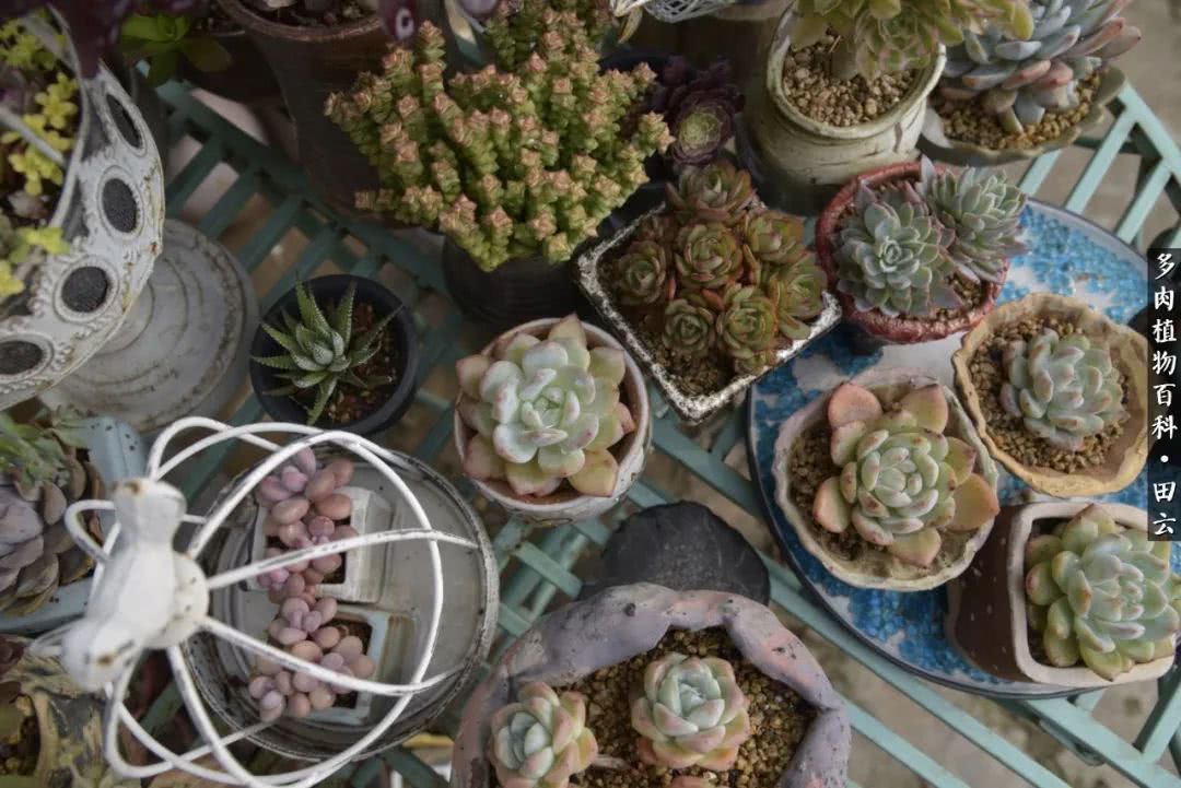 推开多肉世界的门，原来你与美食来自同一国度！