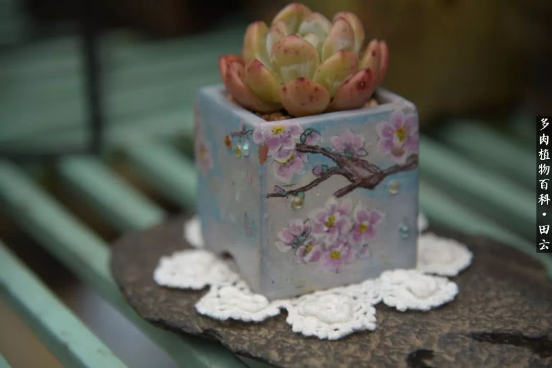 推开多肉世界的门，原来你与美食来自同一国度！