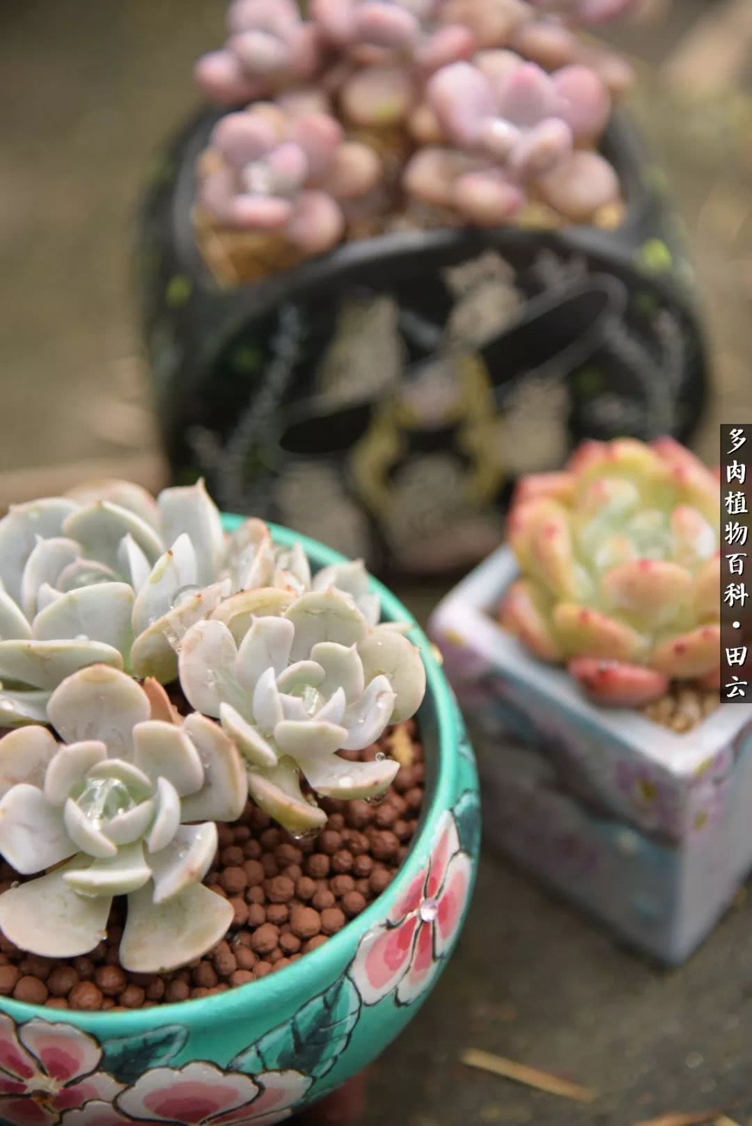 推开多肉世界的门，原来你与美食来自同一国度！