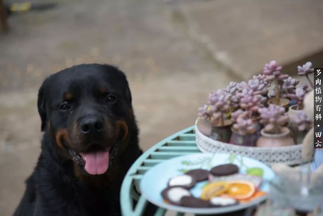 推开多肉世界的门，原来你与美食来自同一国度！