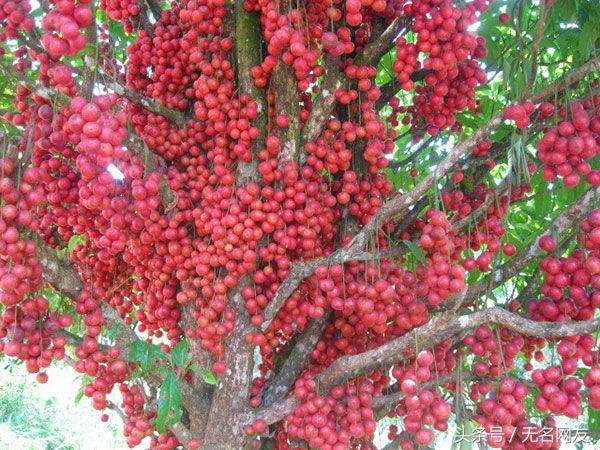 野生的果子，有止咳平喘、解毒止痒的功效，30元一斤的稀罕货