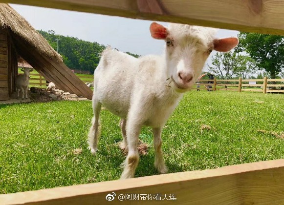 大连游记之三寰牧场,大连三寰牧场游玩日记