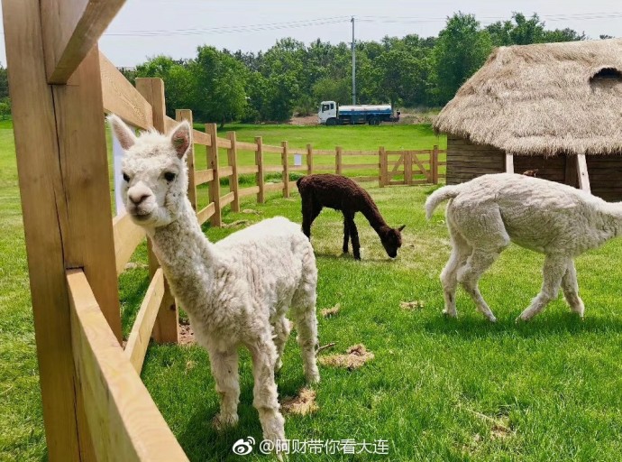 大连游记之三寰牧场,大连三寰牧场游玩日记