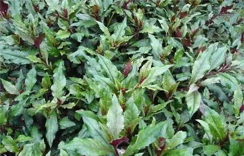 四川山里的各种野菜,四川的野菜根本吃不完你认识几种