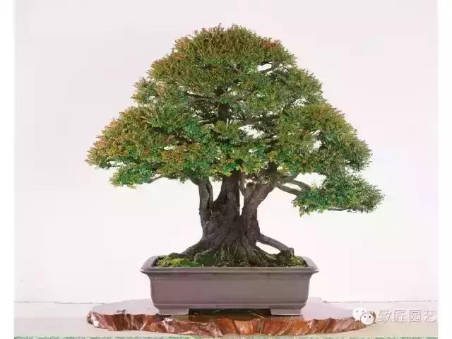 小叶檀盆景价格,小叶檀造型盆景