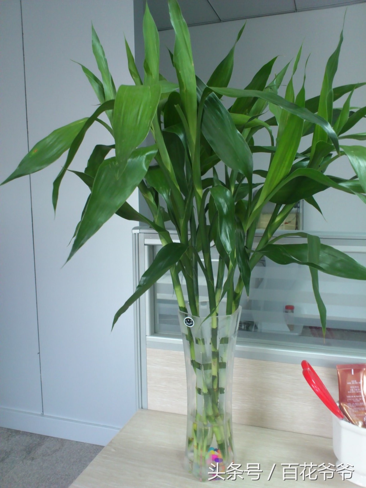 富贵竹买回来水培,富贵竹买回来要在叶子上喷水吗