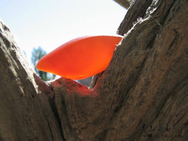 金丝玉宝石光精品图,新疆金丝玉宝石光欣赏