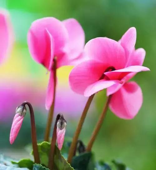 鲜花的100种花语,全部花草的花语