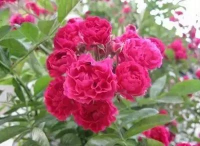 100种象征着爱情的花的花语,满天星花有几种颜色对应的花语