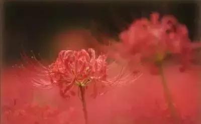 100种的鲜花花语合集,100种花的寓意和花语