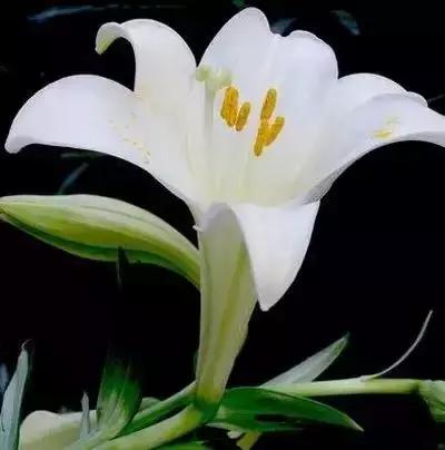 100种象征着爱情的花的花语,满天星花有几种颜色对应的花语