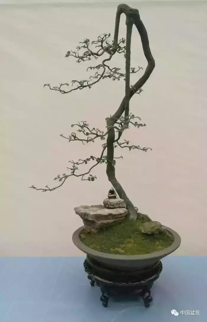 左世新金弹子盆景直播,左世新根艺金弹子