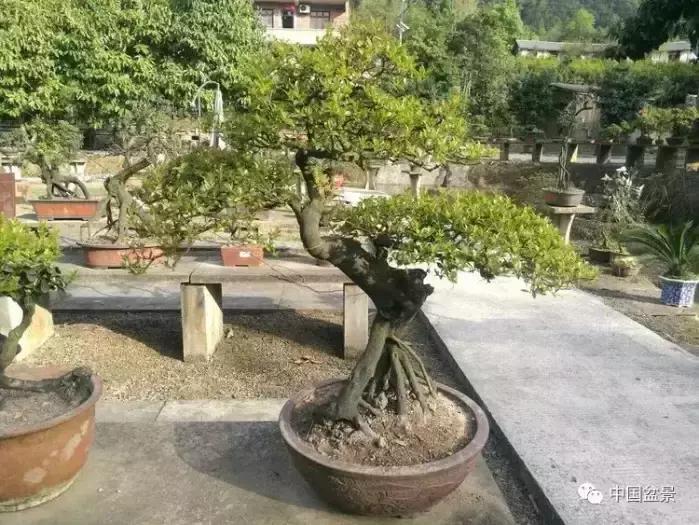 左世新金弹子盆景直播,左世新根艺金弹子