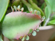 落地生根不死鸟窄叶,落地生根花不死鸟