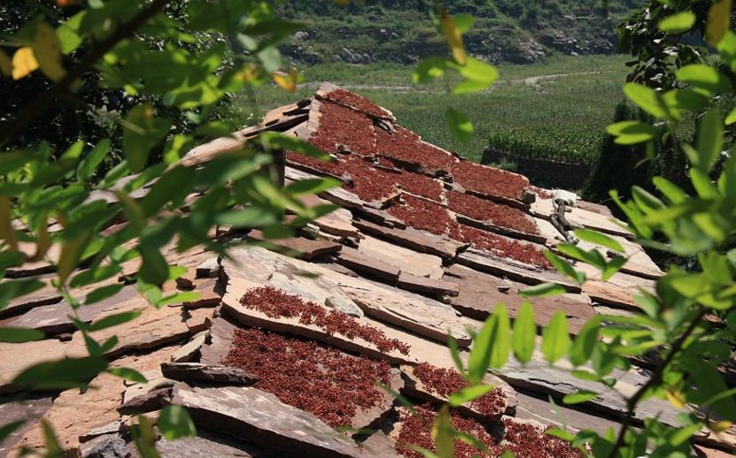 「诗词原创」罗武第｜村趣—乐隐柴门云涧度草鸡卧暖饮霞阳