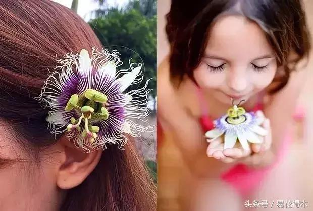 百香果小苗换大杯如何养护,百香果垂帘式栽培方法