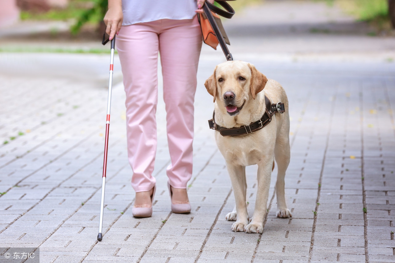 哪些狗适合做导盲犬,想成为导盲犬的狗
