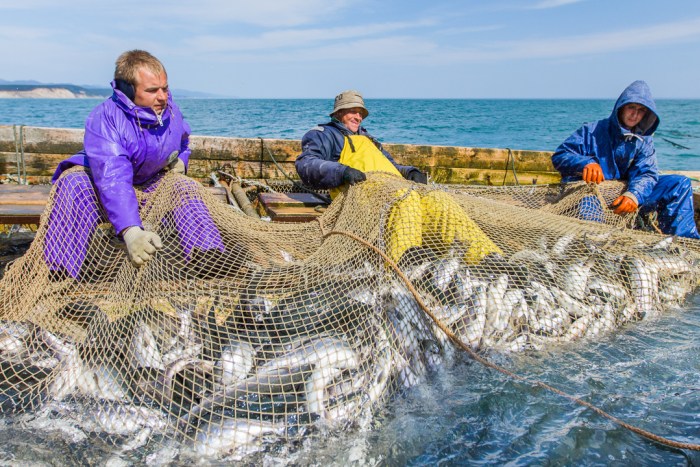 俄罗斯农民收割粮食,俄罗斯农民