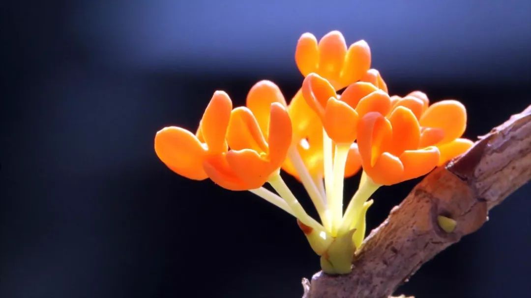 南平市的市花,福建省南平市市花