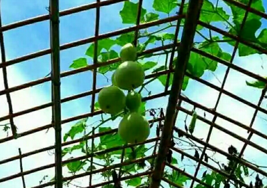 深圳海上田园怎么样,深圳海上田园景区