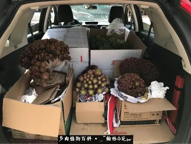 昆明精品多肉花园,昆明最好看的多肉花园