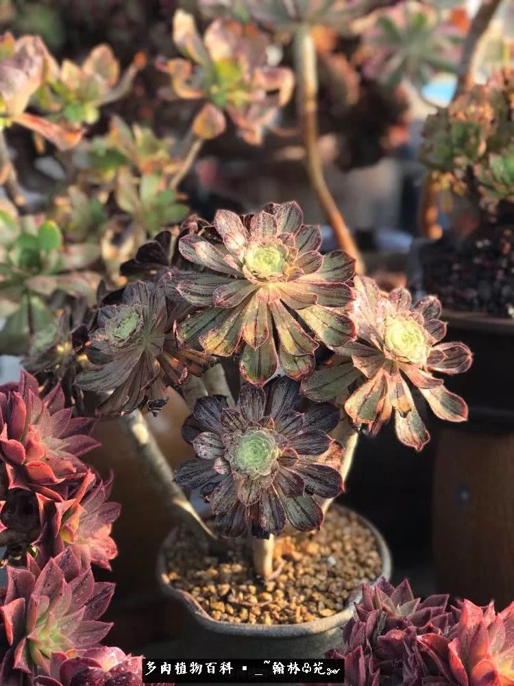 昆明精品多肉花园,昆明最好看的多肉花园