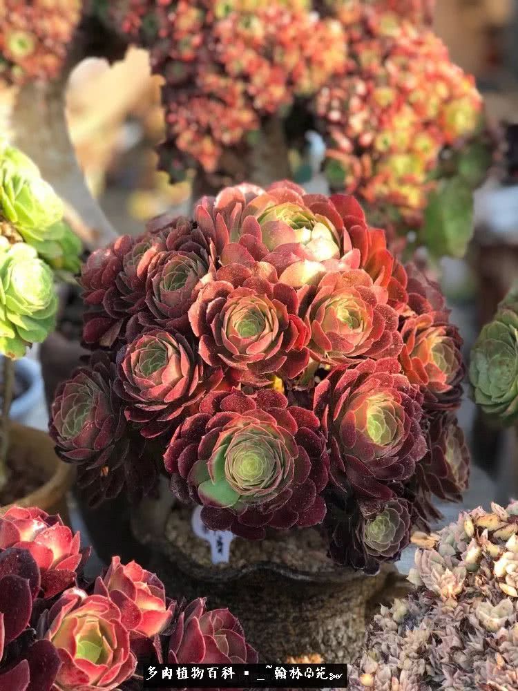 又一场法师视觉盛宴欣赏：翰林苑的昆明多肉花园！