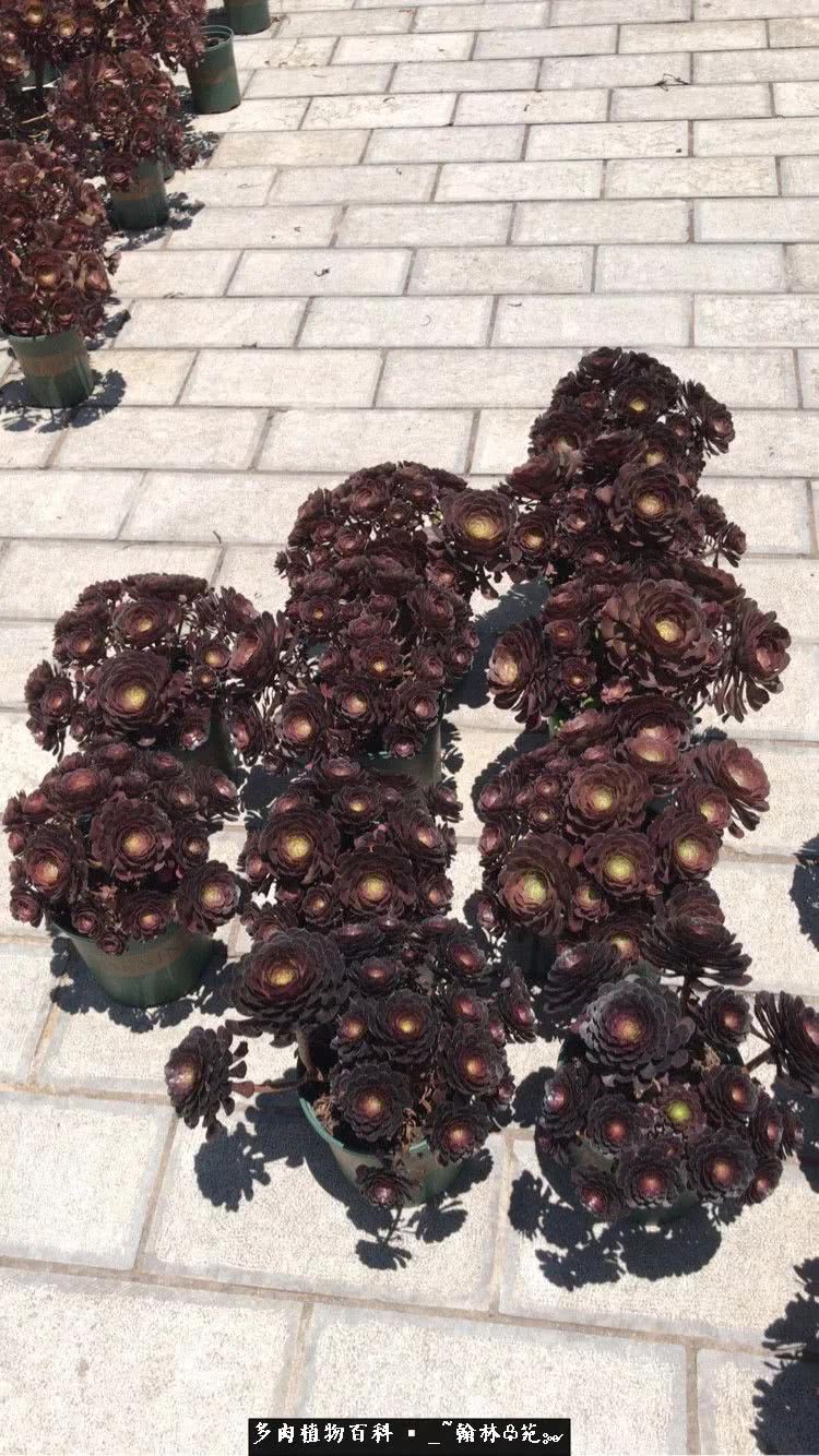 昆明精品多肉花园,昆明最好看的多肉花园