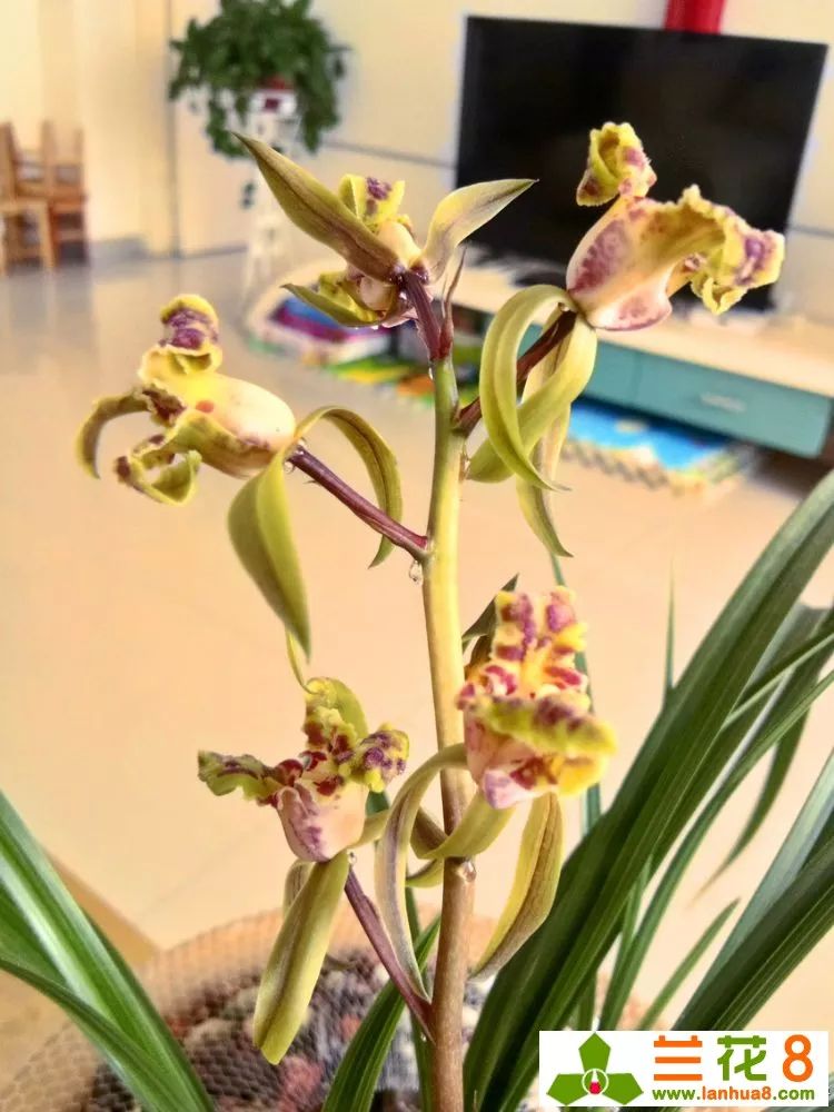 以兰为德,以兰为德最新消息