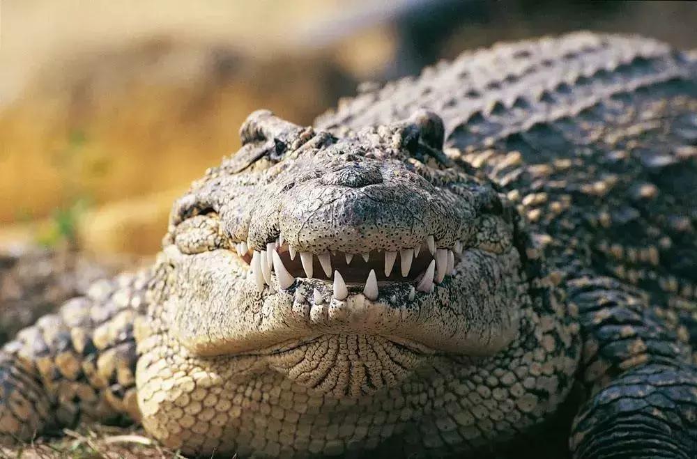 牛油果一个卖多少,牛油果骇人听闻的真相