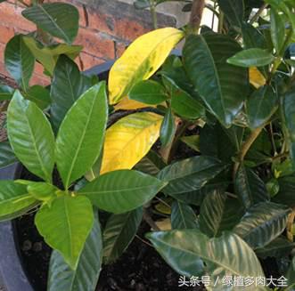 栀子掉花蕾是什么原因,栀子花苞根部发黄怎么办