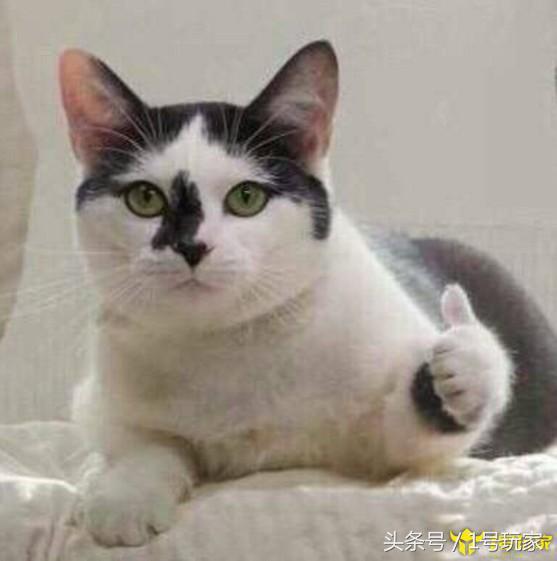 开罗游戏冠军物语,开罗游戏足球俱乐部物语中文版