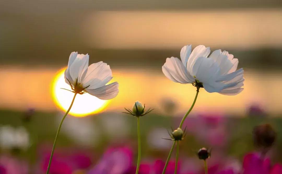 双流人公认的12大美女，一个比一个惊艳，简直是人间极品！