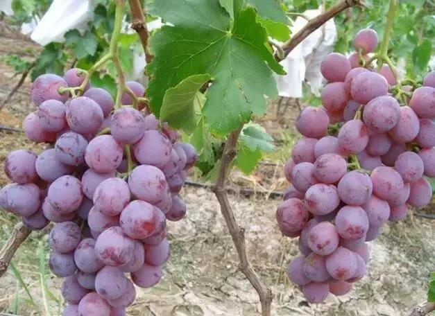 双流人公认的12大美女，一个比一个惊艳，简直是人间极品！