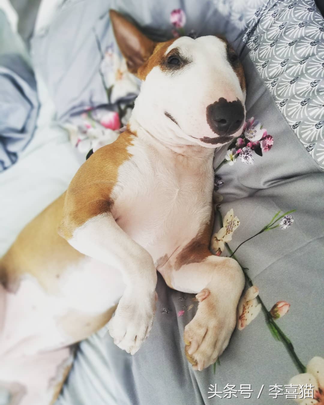 争强好胜不是错,牛头梗是狗中最厉害的一个