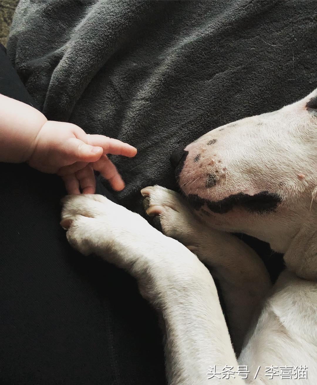 牛头梗的杀伤力有多强,牛头梗的攻击性有多强