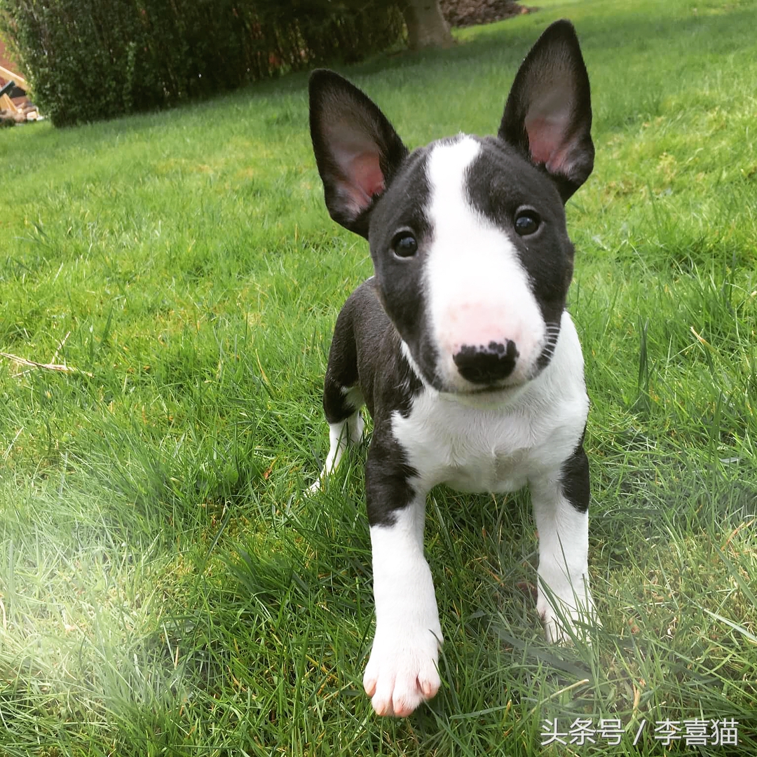 争强好胜不是错,牛头梗是狗中最厉害的一个